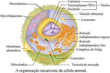 Tipos De C Lulas Resumos E Mapas Mentais Infinittus The Best Porn Website