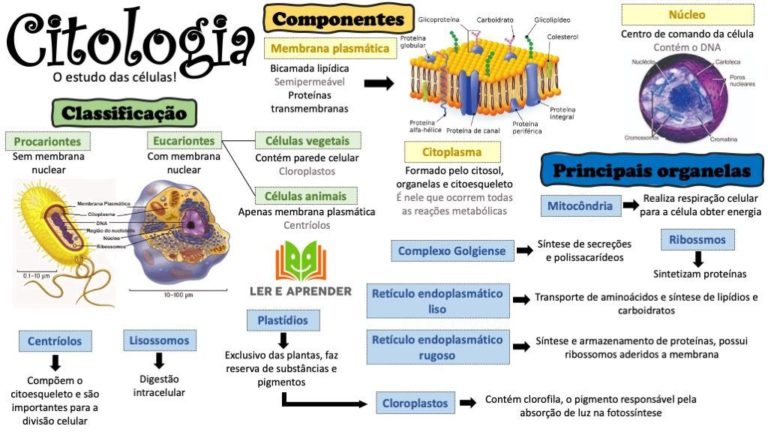 Tipos de células resumos e mapas mentais Infinittus