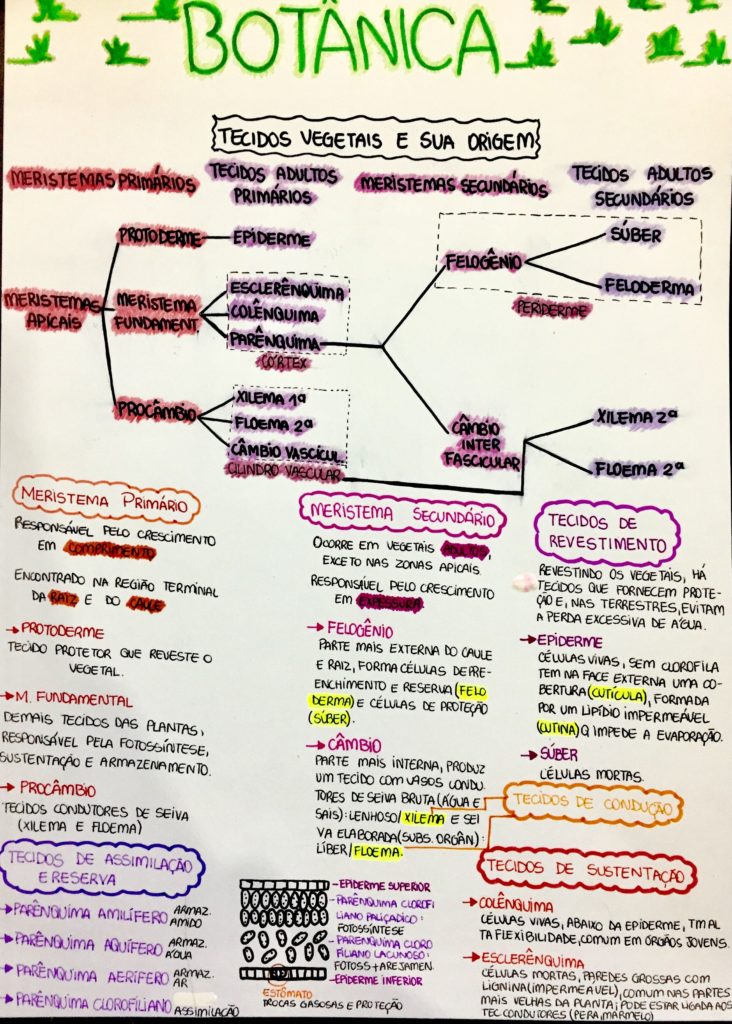 Botânica resumos e mapas mentais Infinittus