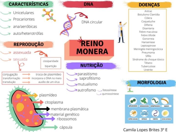 Reinos Resumos E Mapas Mentais Infinittus