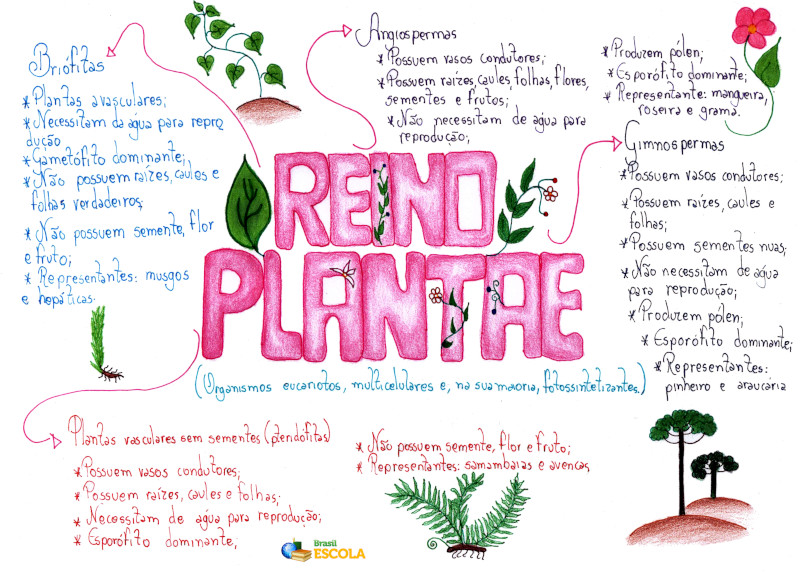 Reinos Resumos E Mapas Mentais Infinittus