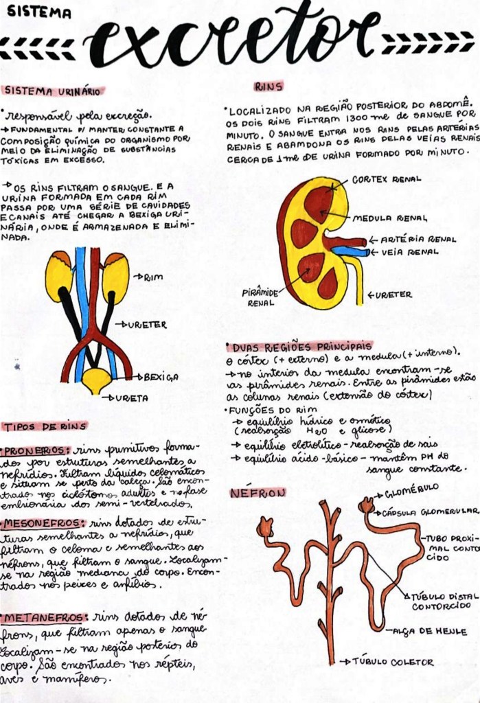 Sistema Excretor Ou Urin Rio Resumos E Mapas Mentais Infinittus The The Best Porn Website