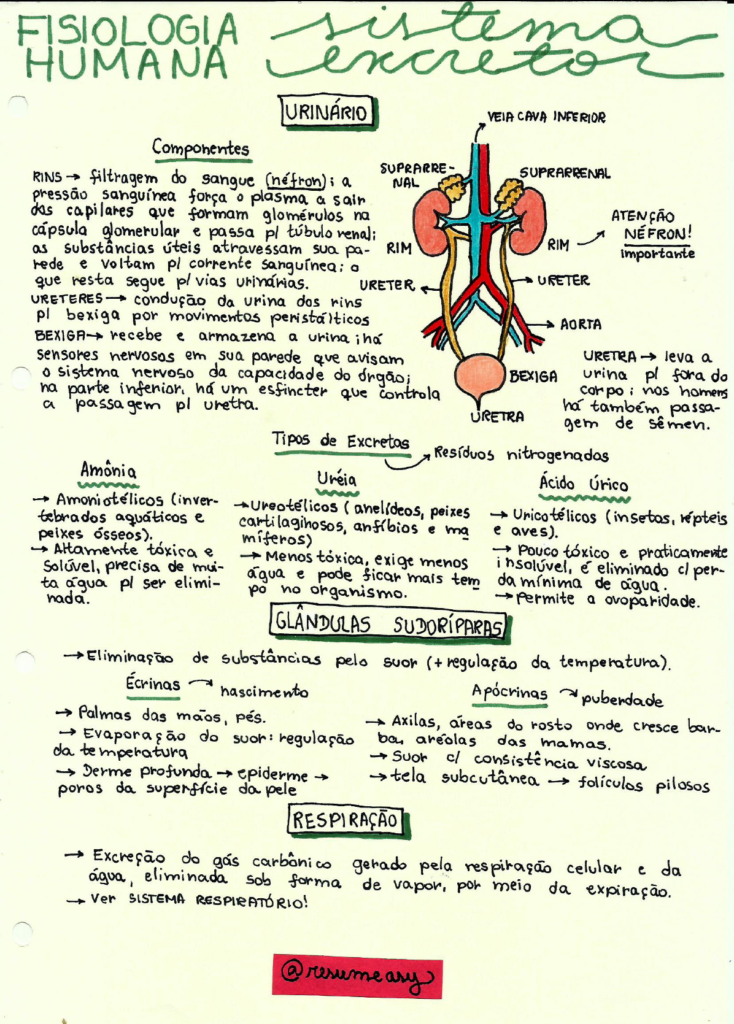 Sistema excretor ou urinário resumos e mapas mentais Infinittus