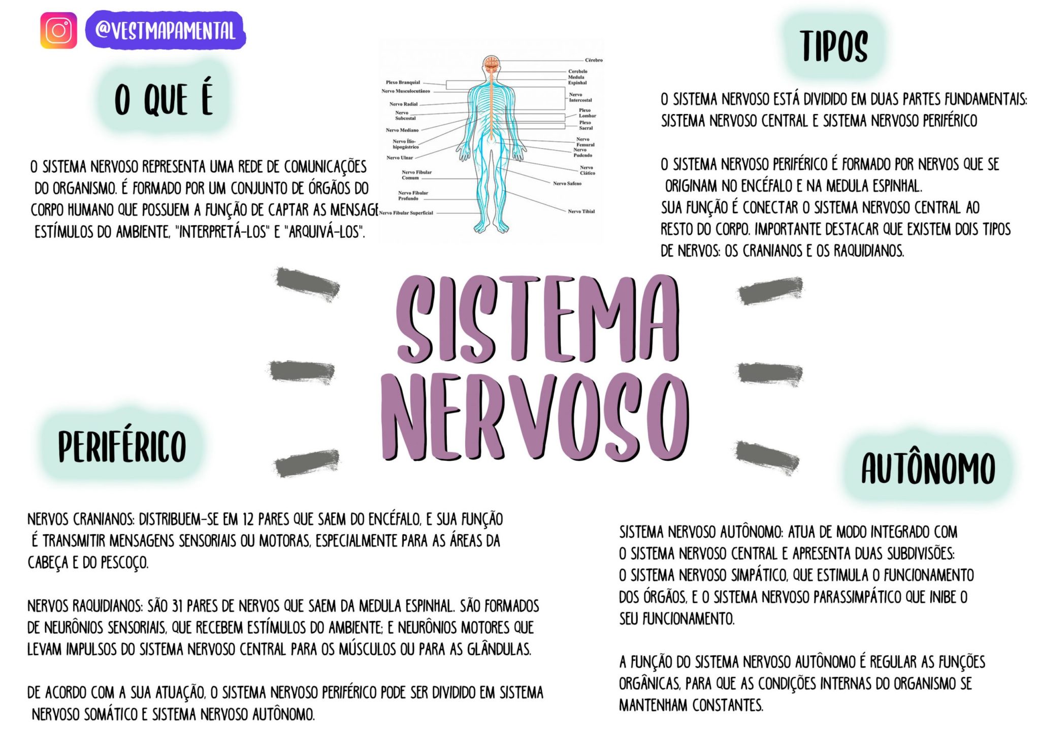 Mapa Mental Sobre Sistema Nervoso Sistema Nervoso Sistema Nervoso My XXX Hot Girl