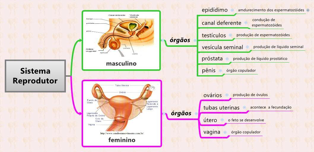 Sistema Sensorial Sistema Sensorial Resumosistema Sensorial Mapa Porn