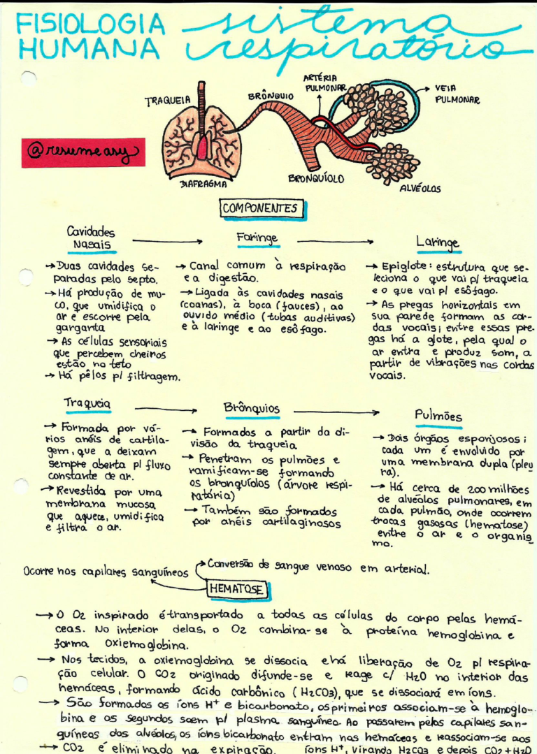 Sistema respiratório resumos e mapas mentais Infinittus