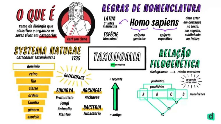 Sistema excretor ou urinário resumos e mapas mentais Infinittus