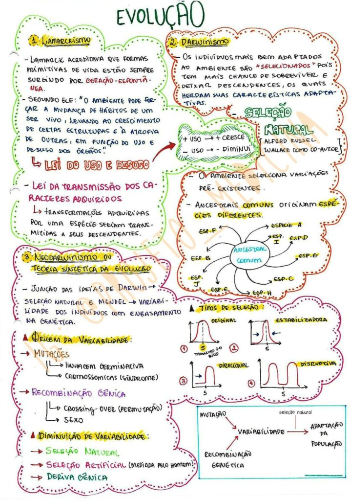 Teorias Evolutivas Resumos E Mapas Mentais Infinittus 12720 The Best