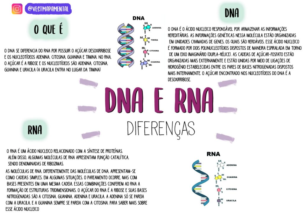 Ácidos nucleicos: DNA e RNA [resumos e mapas mentais] - Infinittus