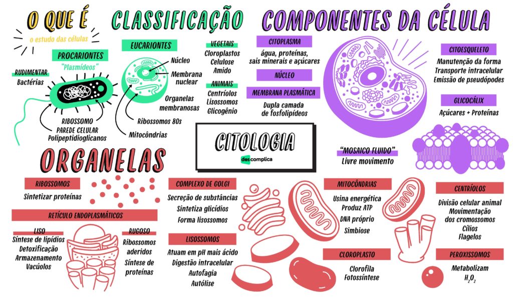 Tipos De Células [resumos E Mapas Mentais] - Infinittus