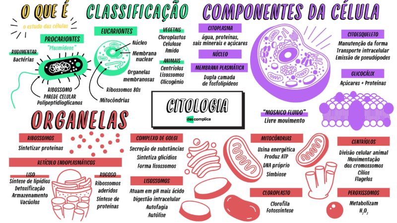 Tipos de células [resumos e mapas mentais]