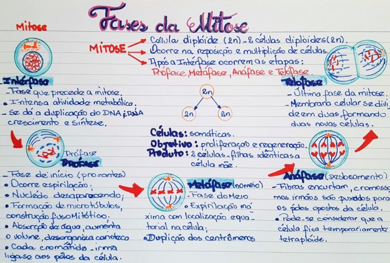 Divisão Celular (ou Ciclo celular): Mitose e Meiose [resumo e mapas ...