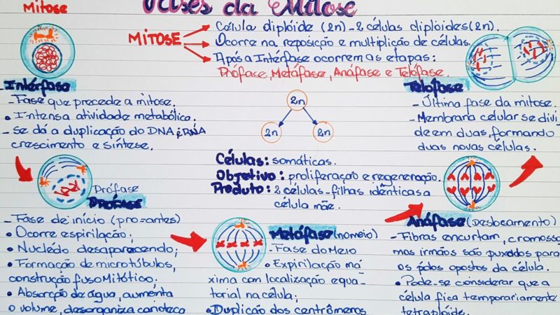 Divisão Celular (ou Ciclo celular): Mitose e Meiose [resumo e mapas mentais]