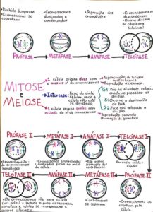 Divisão Celular (ou Ciclo celular): Mitose e Meiose [resumo e mapas ...