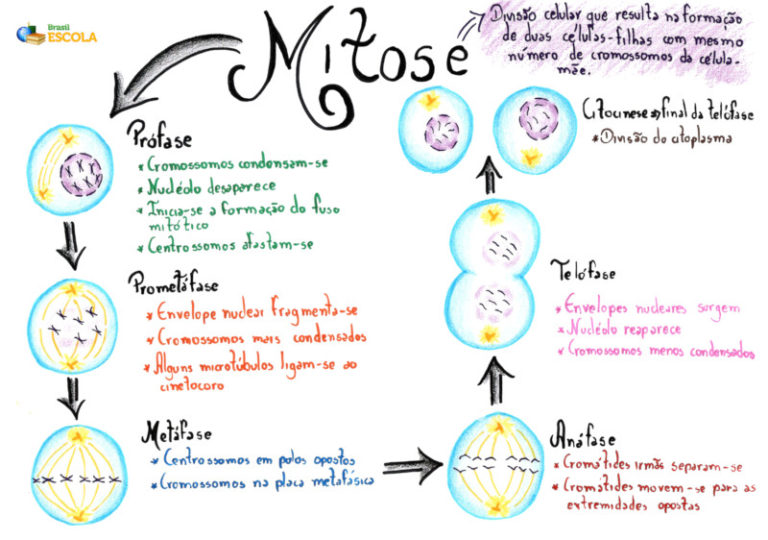 Divisão Celular Mitose E Meiose Mapa Mental