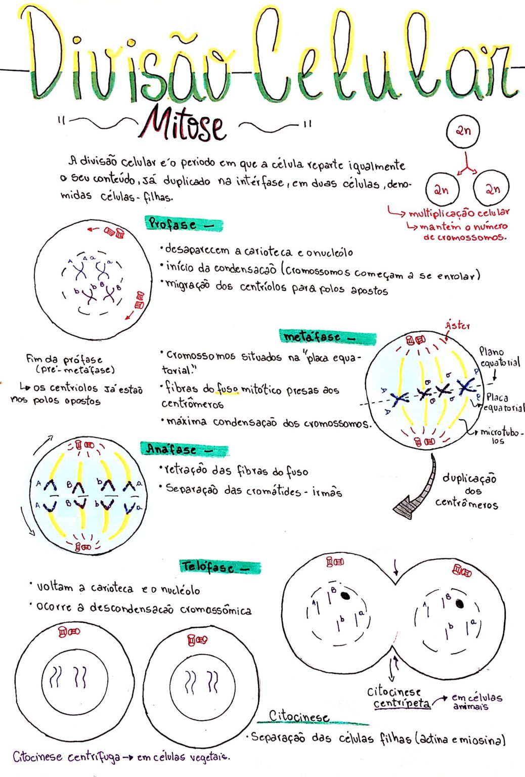 Mapa Mental De Mitose E Meiose Ensino 0656