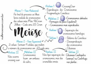Divisão Celular (ou Ciclo celular): Mitose e Meiose [resumo e mapas ...