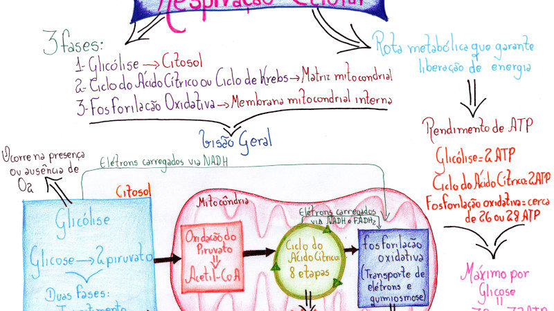 Respiração celular [resumos e mapas mentais]