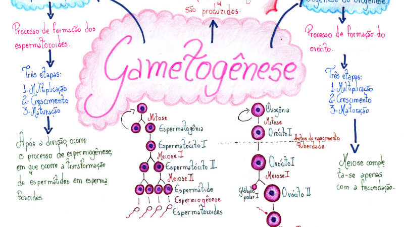 Gametogênese [resumos e mapas mentais]