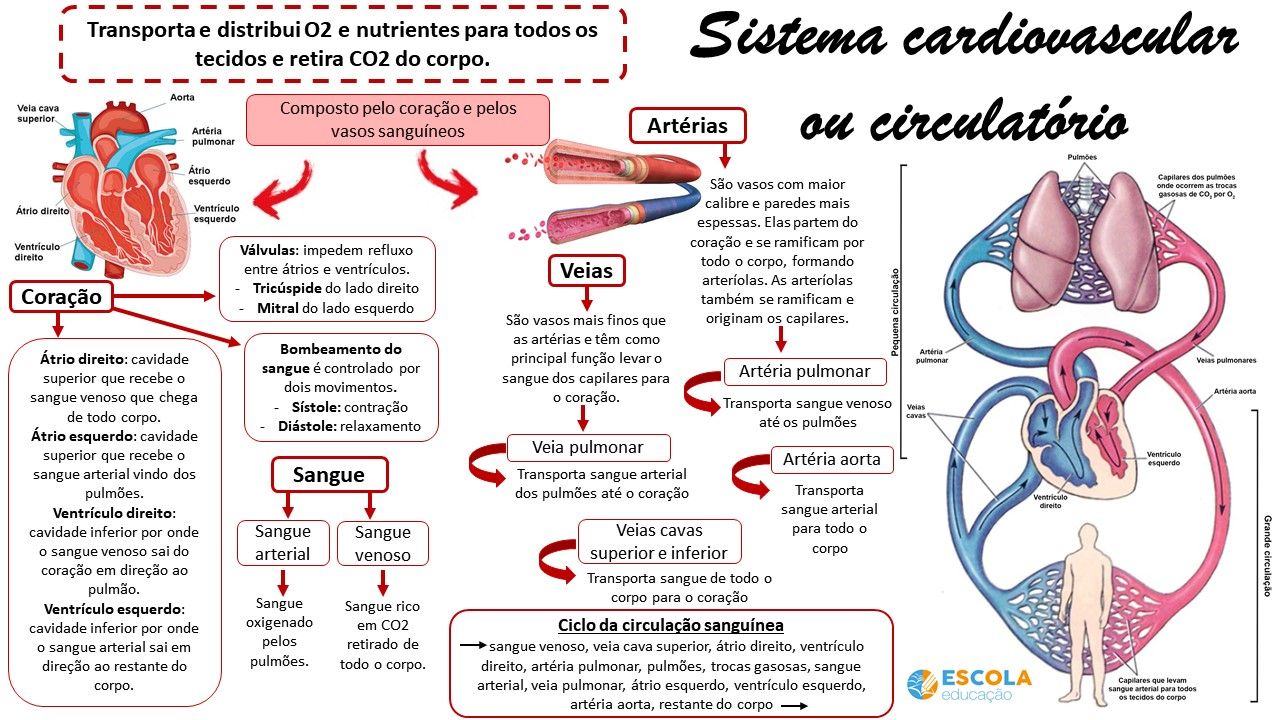 Sistema circulatório (ou cardiovascular) [resumos e mapas mentais