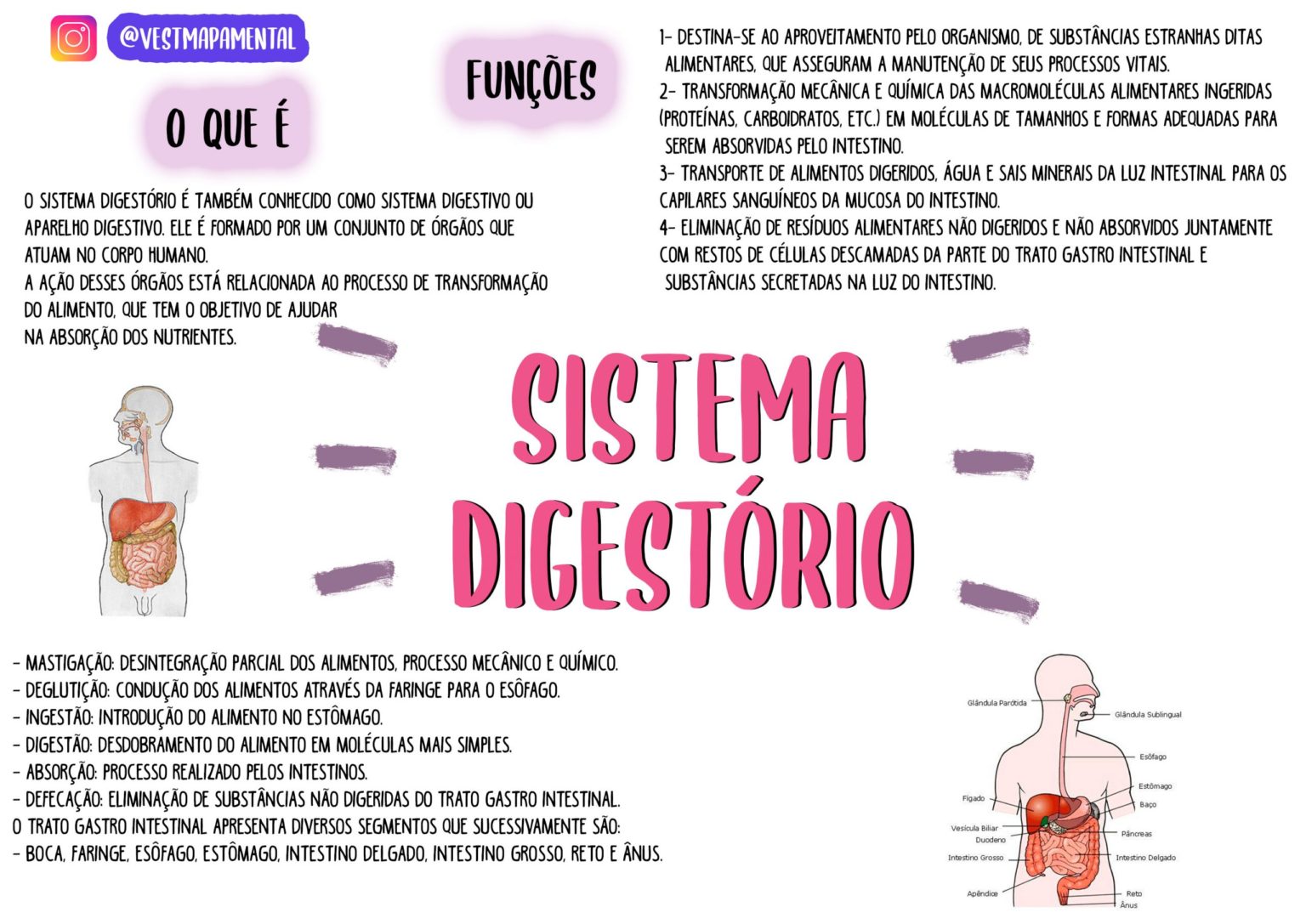 Sistema Digestório Resumos E Mapas Mentais Infinittus