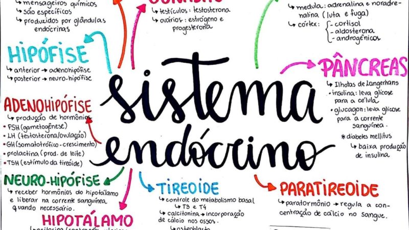 Arquivos sistema endocrino mapa mental - Infinittus