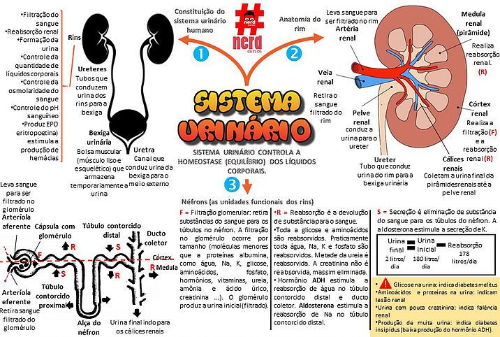 Sistema Excretor Ou Urin Rio Resumos E Mapas Mentais Infinittus Sexiz Pix