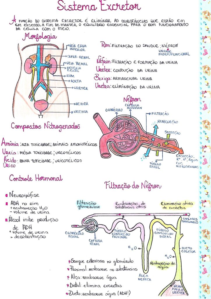 Las Mejores Ideas De El Aparato Excretor El Aparato Excretor The Best