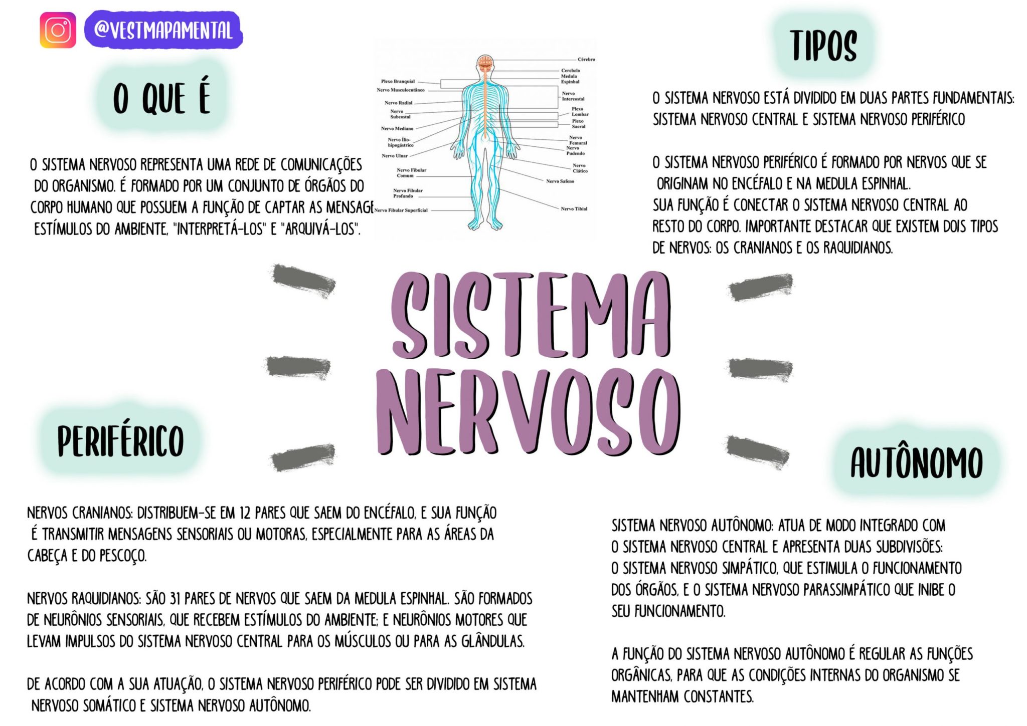 Medvet Mapas Mentais Sistema Nervoso Mapa Mental Porn Sex Picture