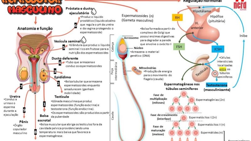 Sistema reprodutor [resumos e mapas mentais]