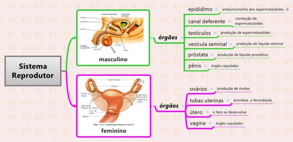 Mapa Mental Sistema Reprodutor Masculino E Feminino Ologia The Best